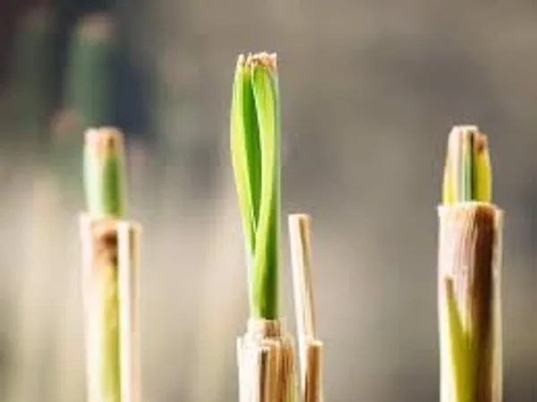Lemongrass_Plant