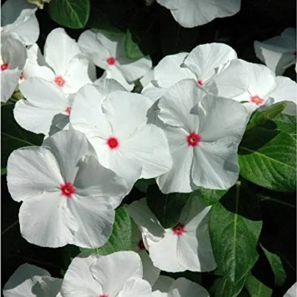 Vinca_Flowering_Plant