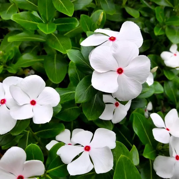 Vinca_Flowering_Plant