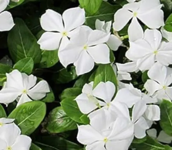 Vinca_Flowering_Plant
