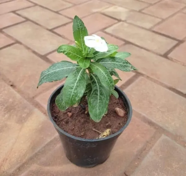 Vinca_Flowering_Plant