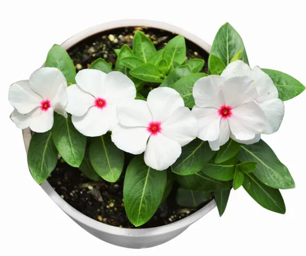 Vinca_Flowering_Plant