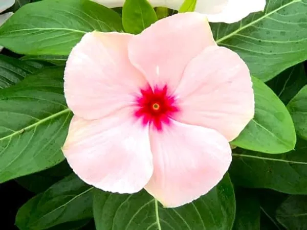 Vinca_Flowering_Plant