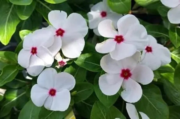 Vinca_Flowering_Plant