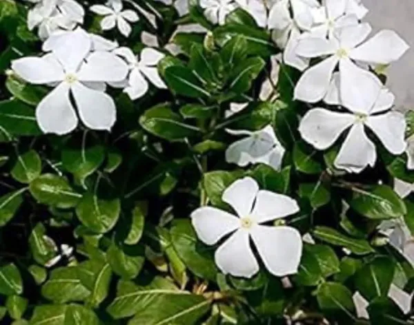Vinca_Flowering_Plant