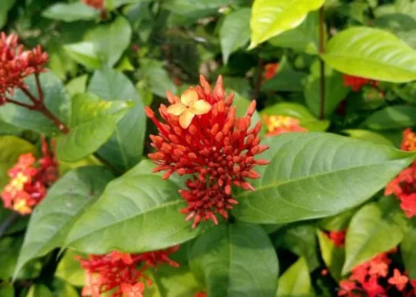 Ixora_Plant