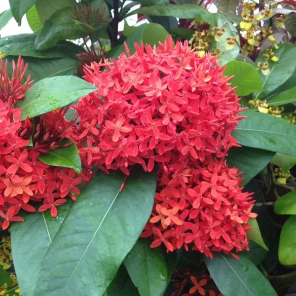 Ixora_Plant
