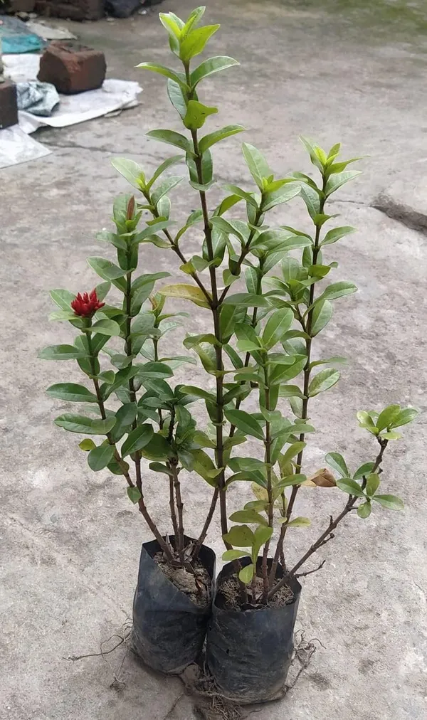 Ixora_Plant