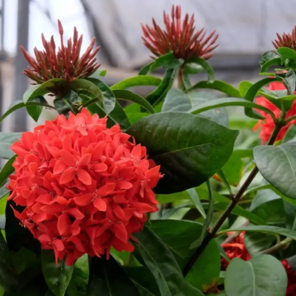 Ixora_Plant