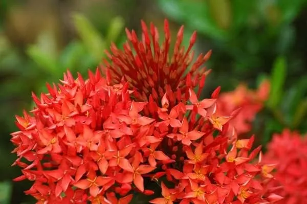 Ixora_Plant