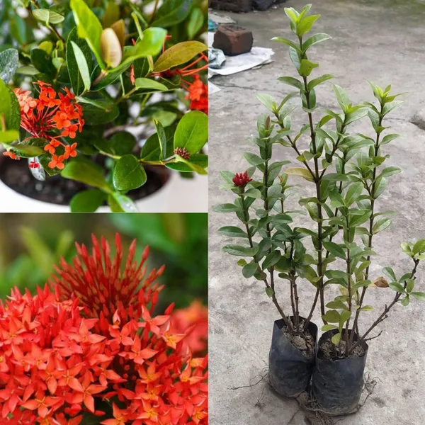 Ixora_Plant