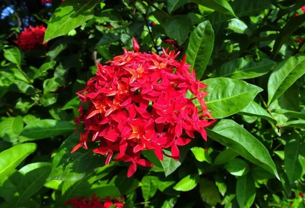 Ixora_Plant