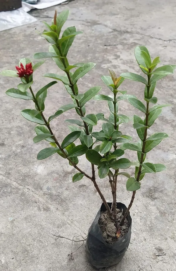 Ixora_Plant