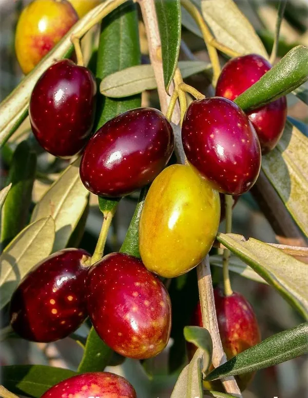 Arabic_Olive_Plant