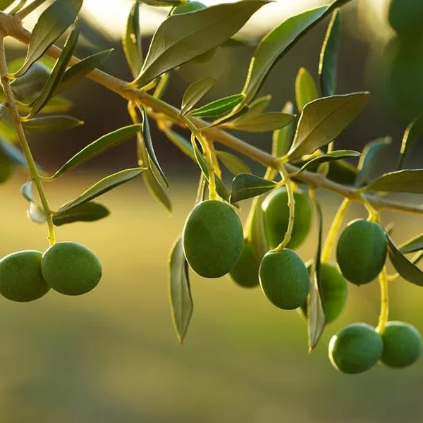 Arabic_Olive_Plant