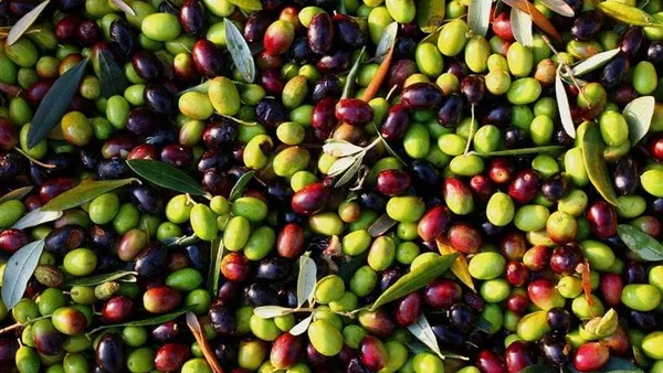 Arabic_Olive_Plant