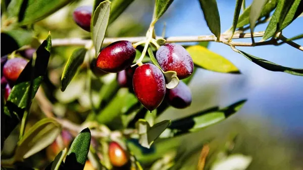 Arabic_Olive_Plant
