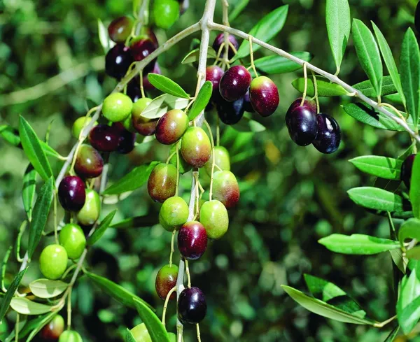 Arabic_Olive_Plant