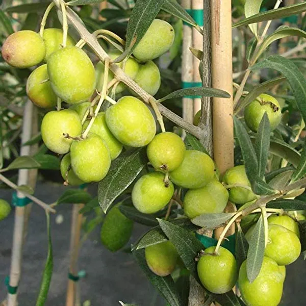 Arabic_Olive_Plant