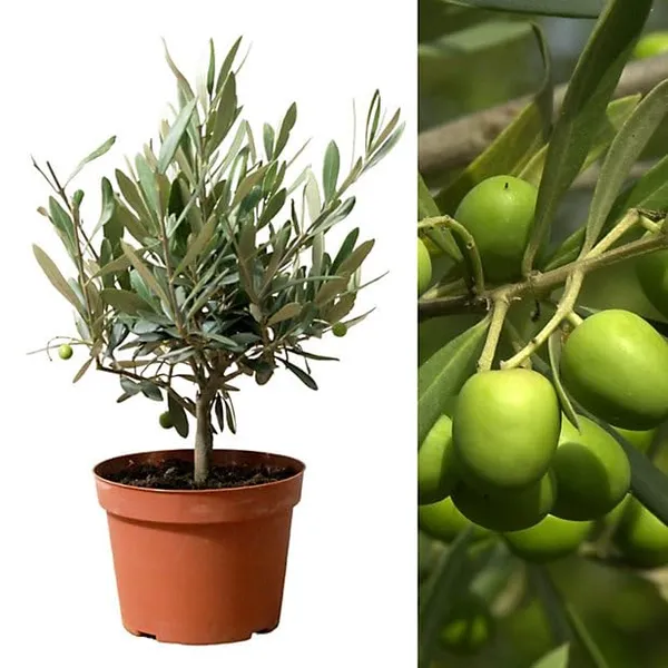 Arabic_Olive_Plant