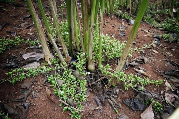 Cardamom_Plant
