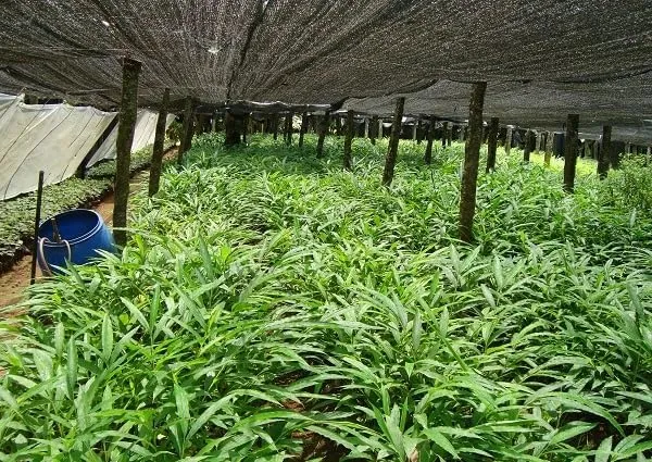 Cardamom_Plant