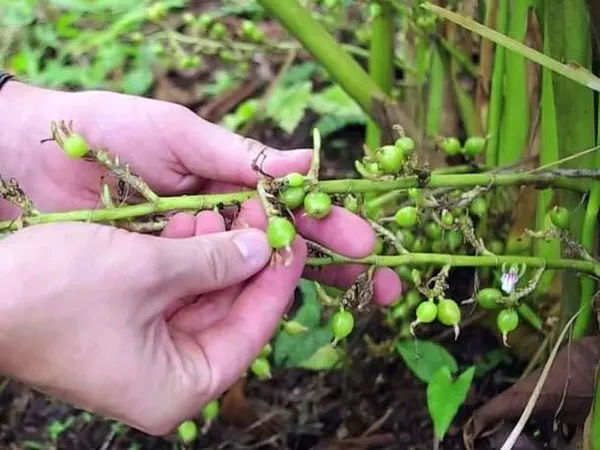 Cardamom_Plant