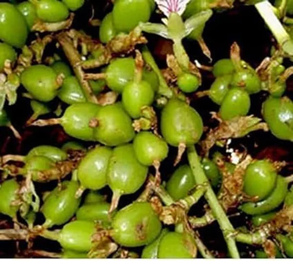 Cardamom_Plant
