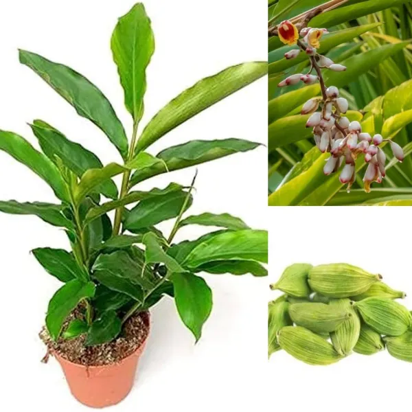 Cardamom_Plant