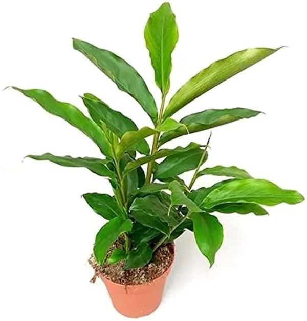 Cardamom_Plant