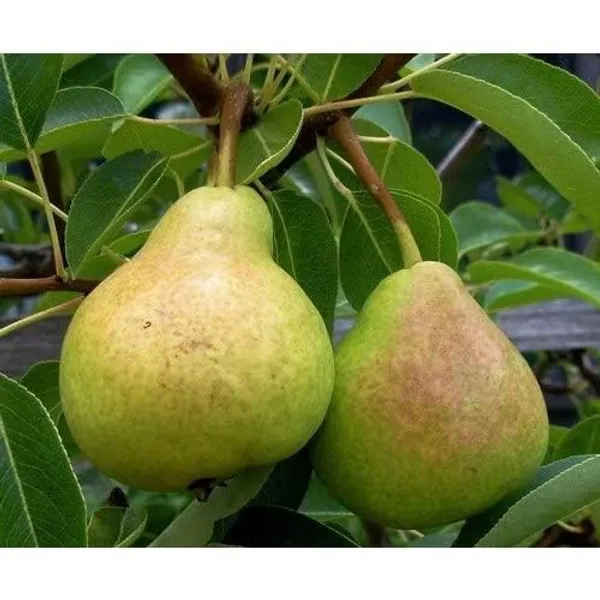 Nashpati_Fruit_Plant
