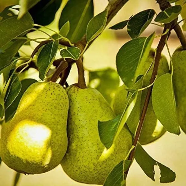 Nashpati_Fruit_Plant