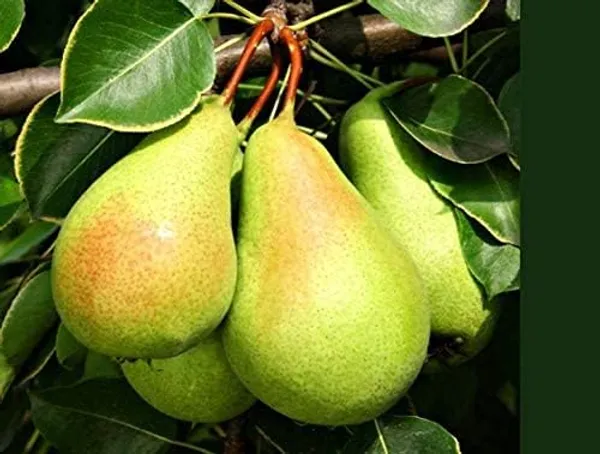 Nashpati_Fruit_Plant