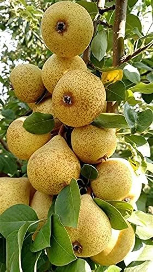 Nashpati_Fruit_Plant