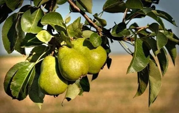 Nashpati_Fruit_Plant