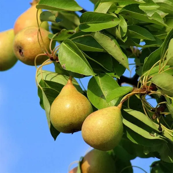Nashpati_Fruit_Plant