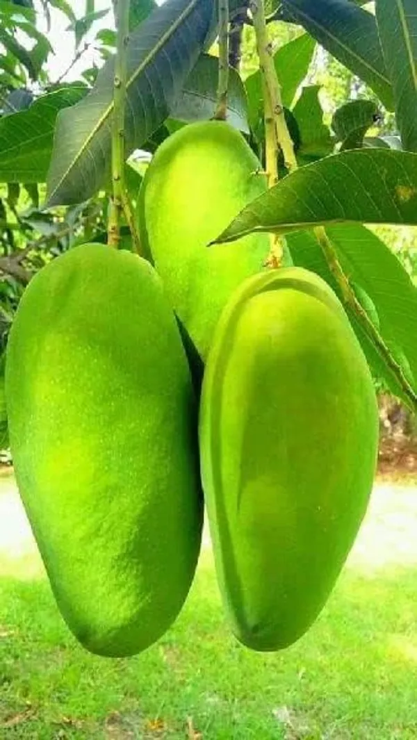 Mango_Grafted_Fruit_Plant