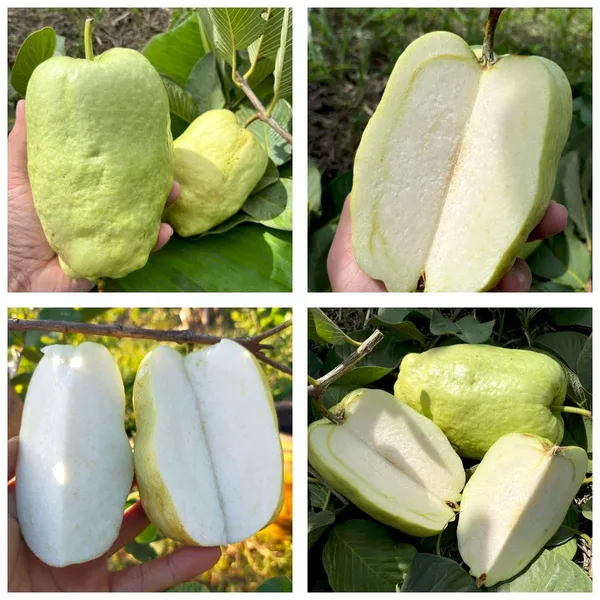 Guava_Fruit_Plant