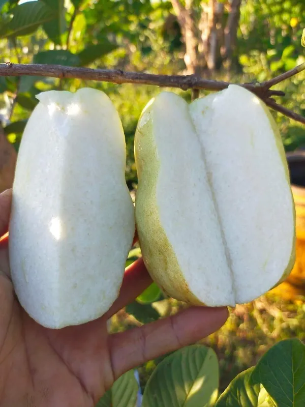 Guava_Fruit_Plant