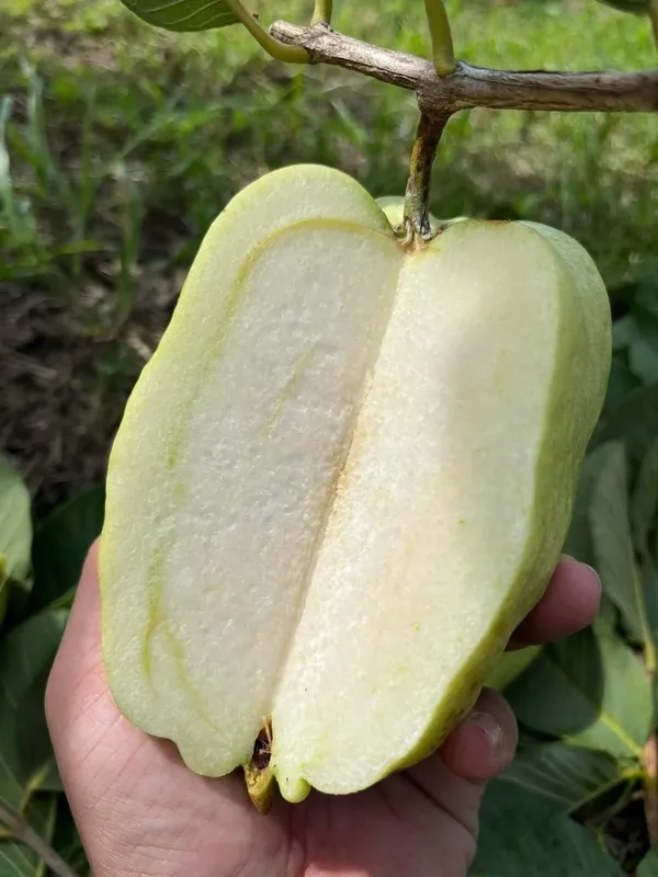 Guava_Fruit_Plant