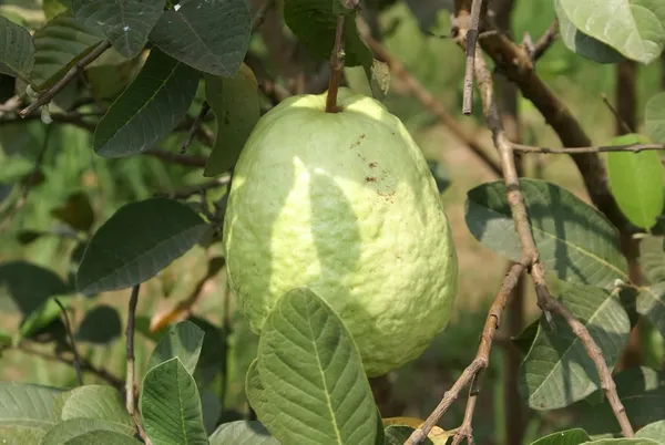 Guava_Fruit_Plant