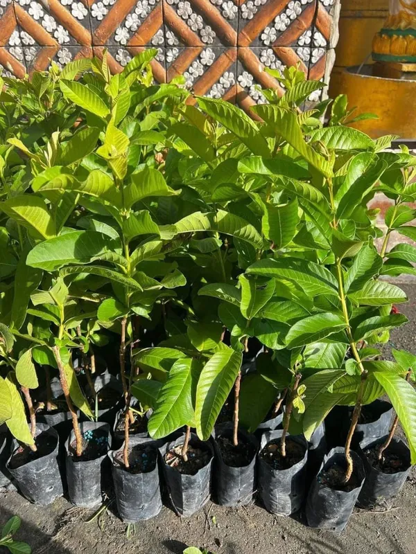 Guava_Fruit_Plant