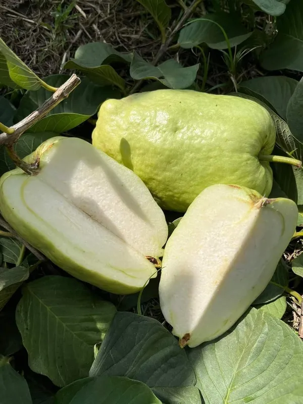 Guava_Fruit_Plant