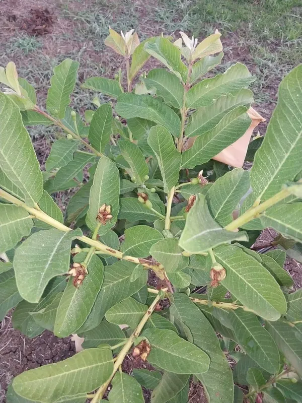 Guava_Fruit_Plant
