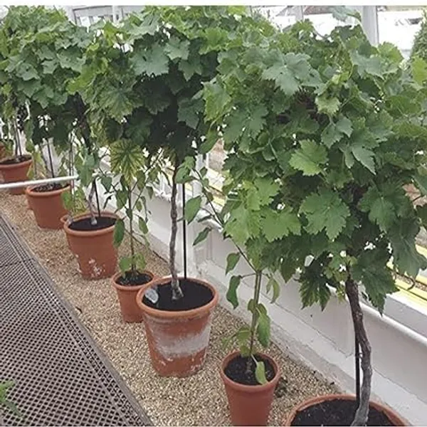 Grape_Plant