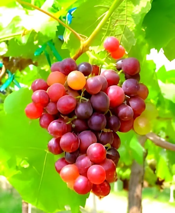 Grape_Plant