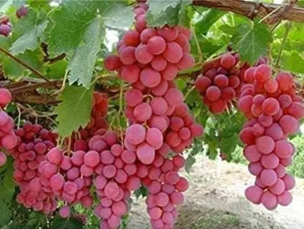 Grape_Plant