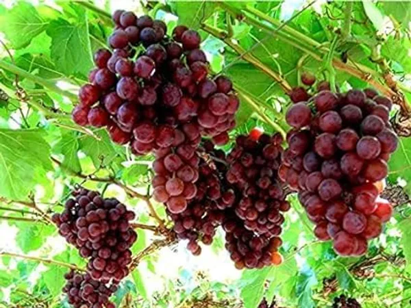 Grape_Plant