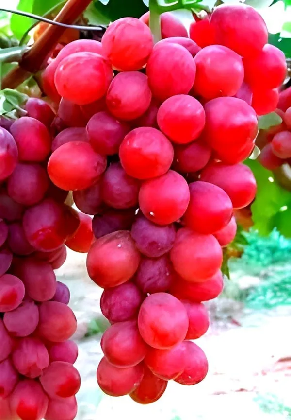 Grape_Plant