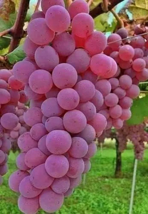 Grape_Plant